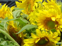Sonnenblumen (Quelle: B&uuml;ndnis 90/Die Gr&uuml;nen)